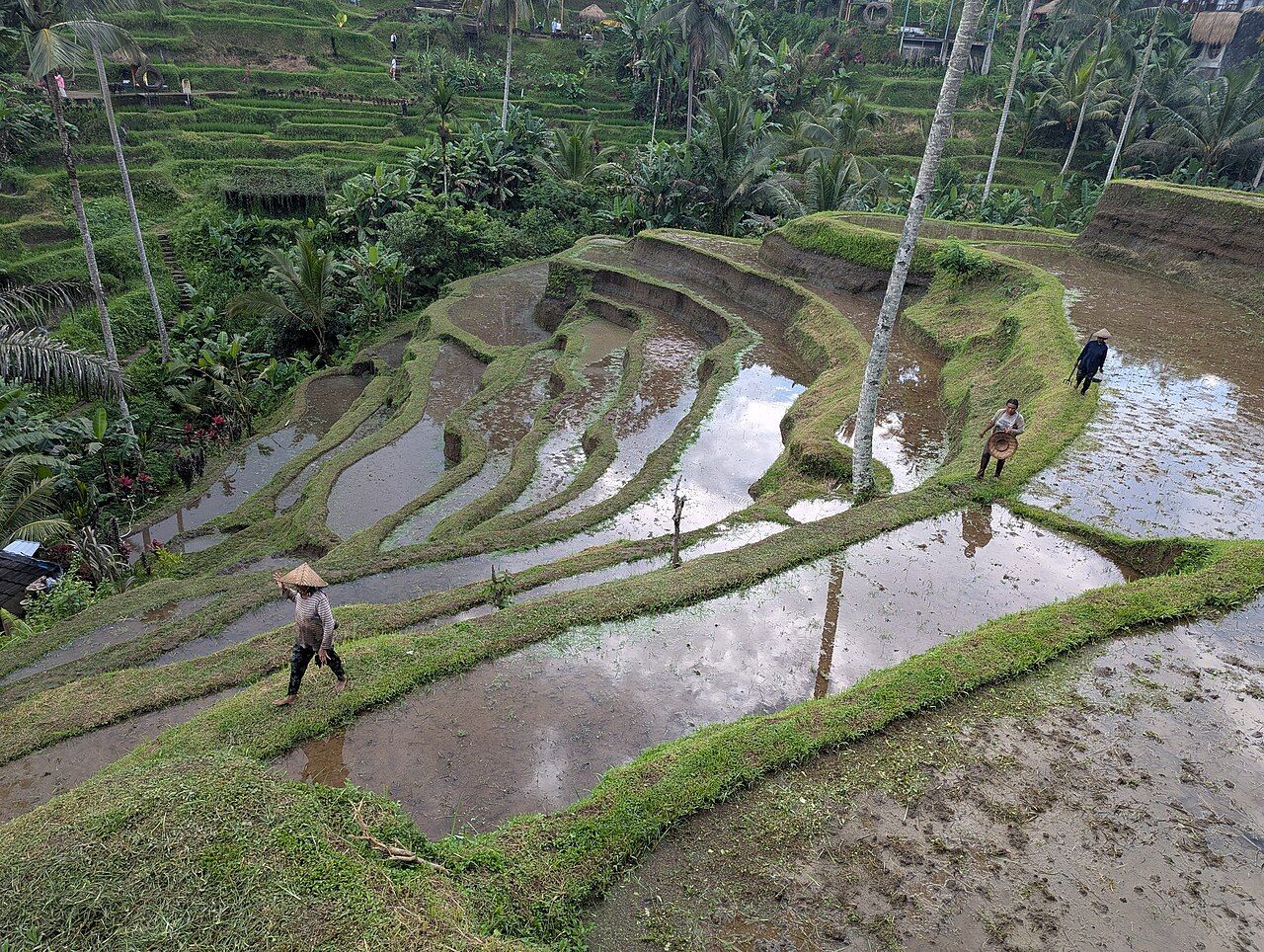 Rice terraces in Tegalalang, close to Ubud, Bali.