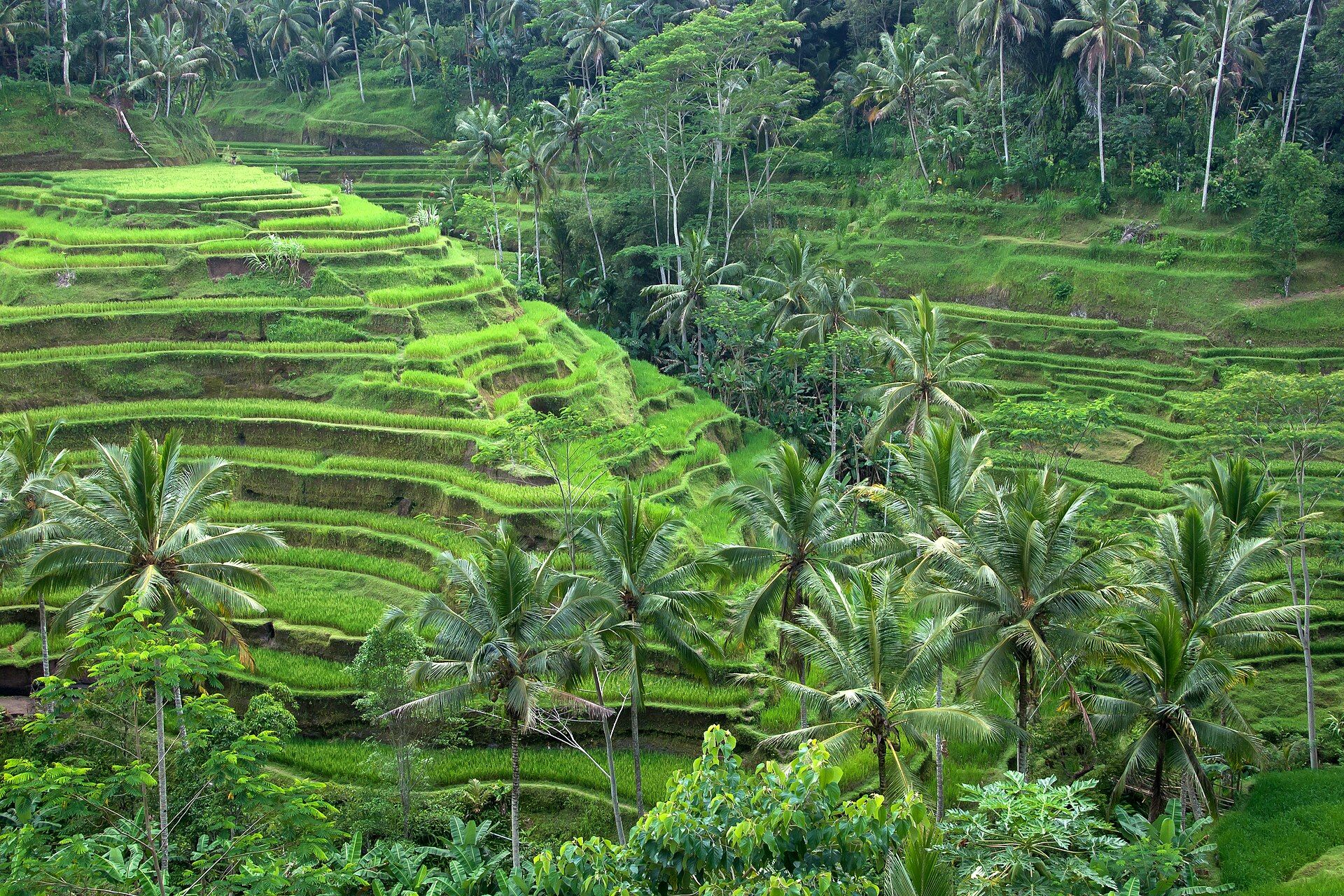 Bali