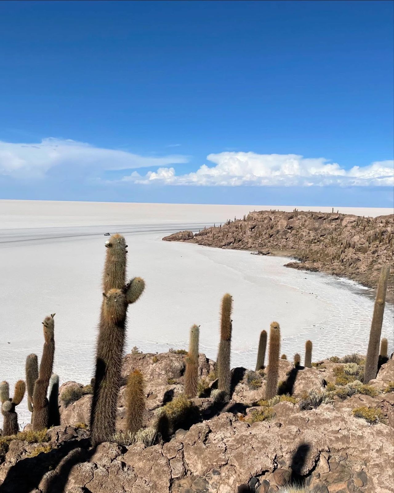 The cacti of Isla Incahuasi on the salt flats, photographed by Si and Beth