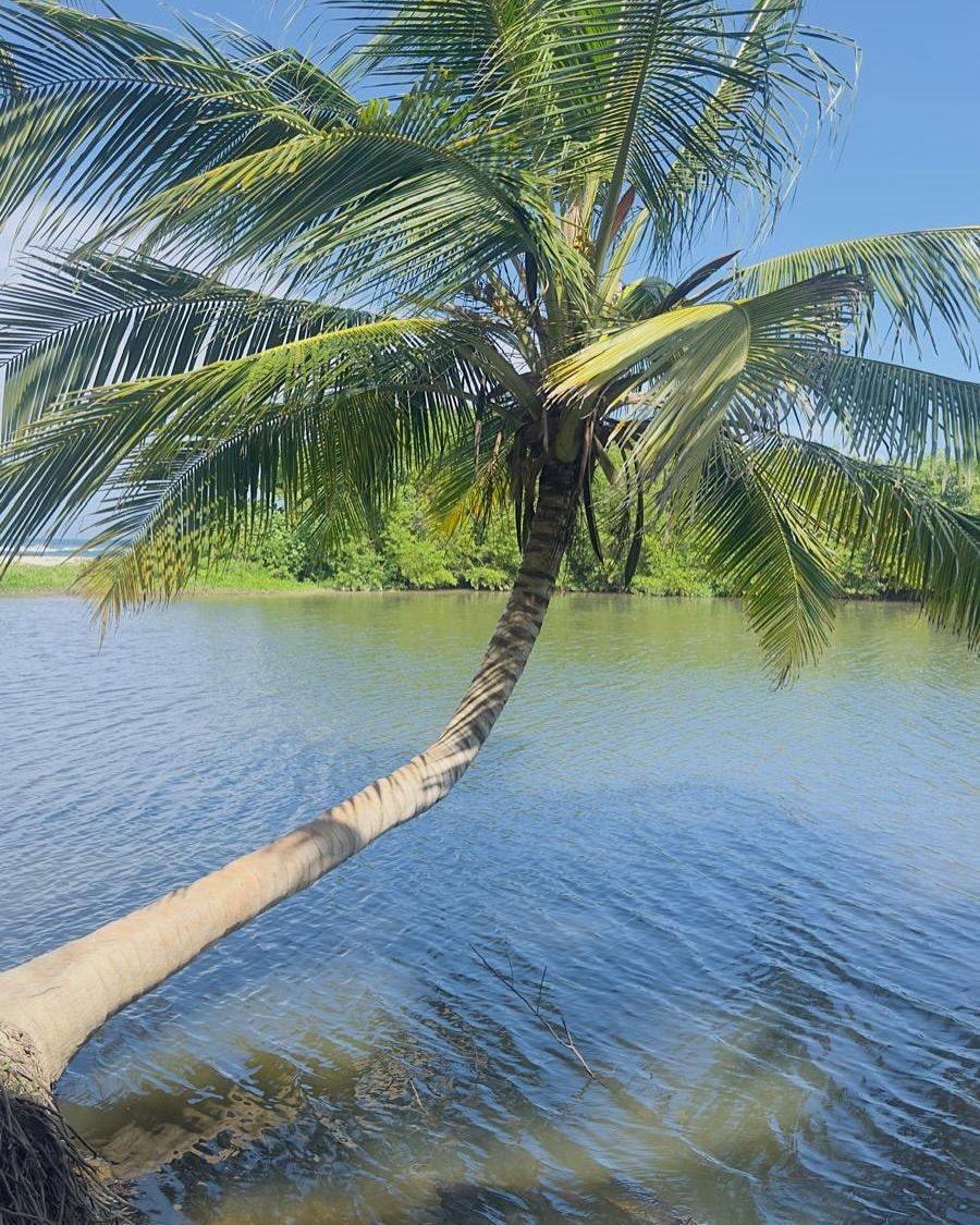 A palm over the water in Tayrona, photographed by Si and Beth