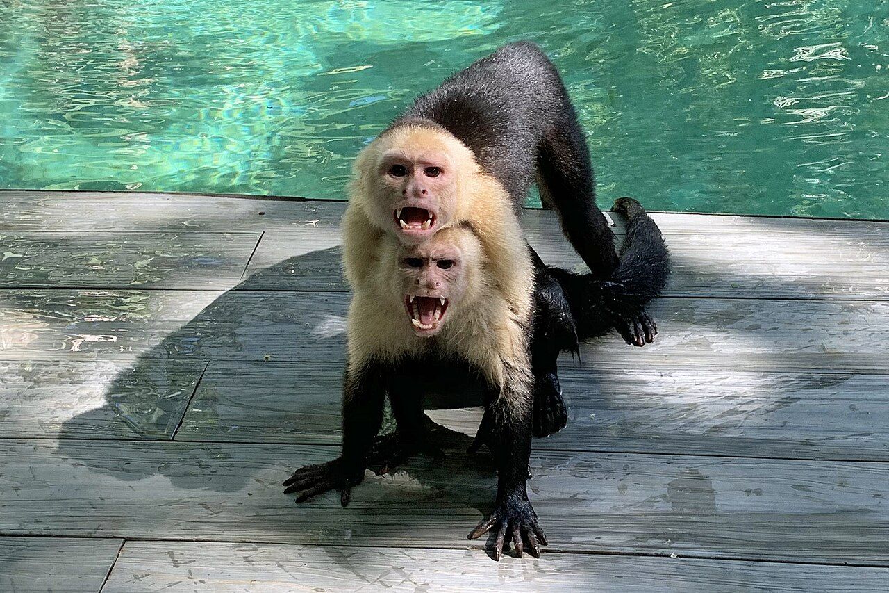 Capuchin monkeys (Cebus capucinus) wandering around near Manuel Antonio National Park in defensive mode, Quepos, Costa R
