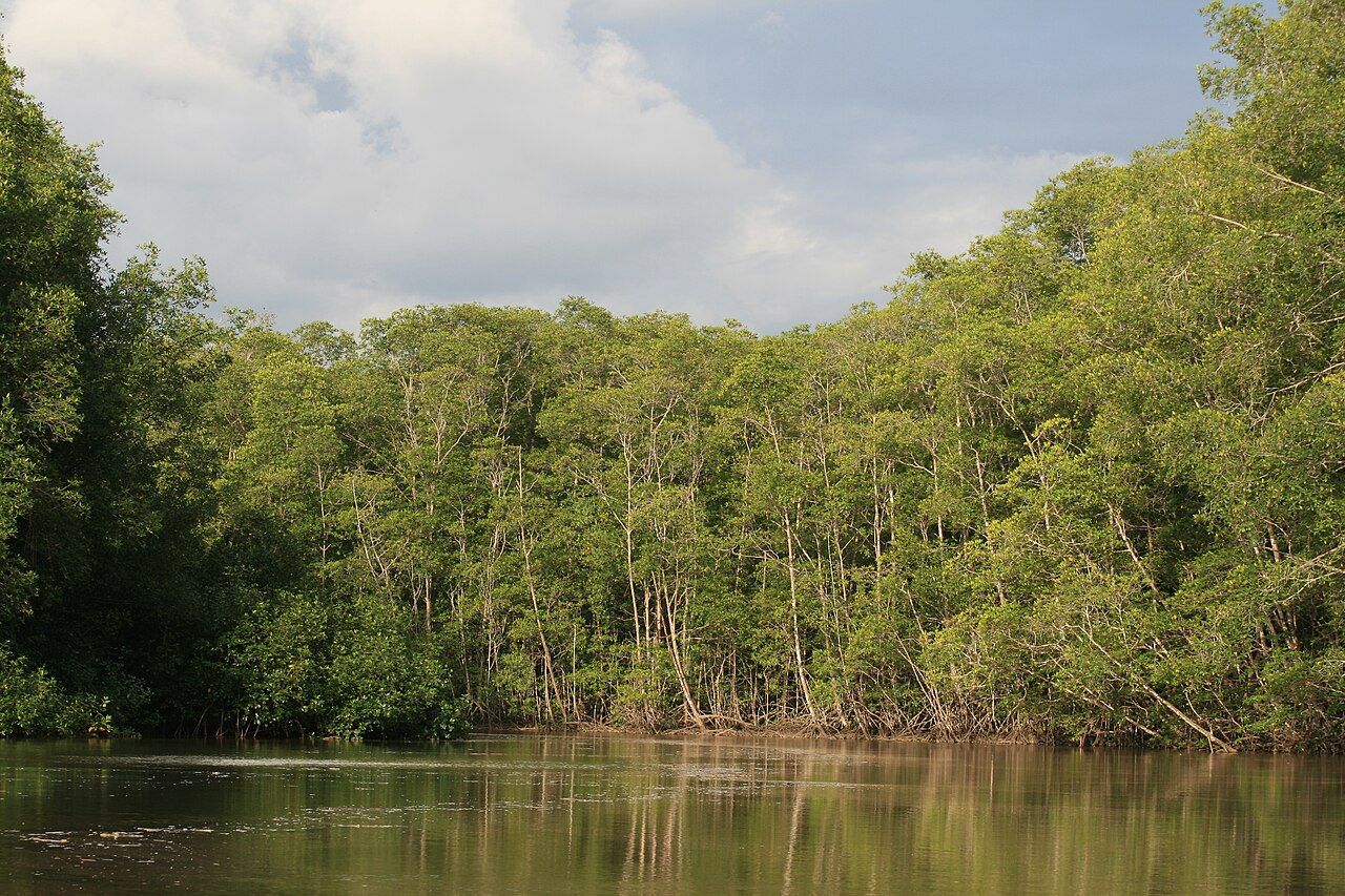 Mangrove Swamp, Manuel Antonio National Park, Costa Rica.