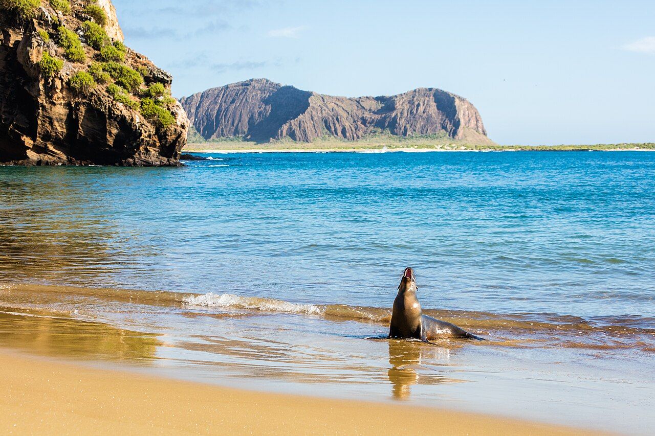 Galápagos sea lion (Zalophus wollebaeki) in Punta Pitt, San Cristóbal Island, Galápagos Islands, Ecuador.