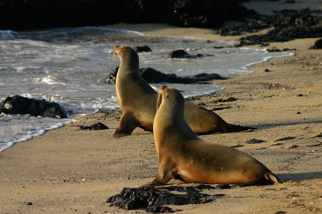 A pair of Galápagos sea lions (Zalophus wollebaeki) on Isabela Island, Galapagos Islands, Ecuador. Photographed in the e