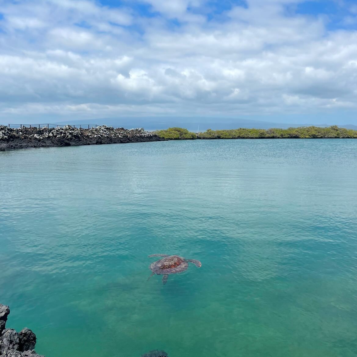 A turtle in the shallows, photographed by Si and Beth