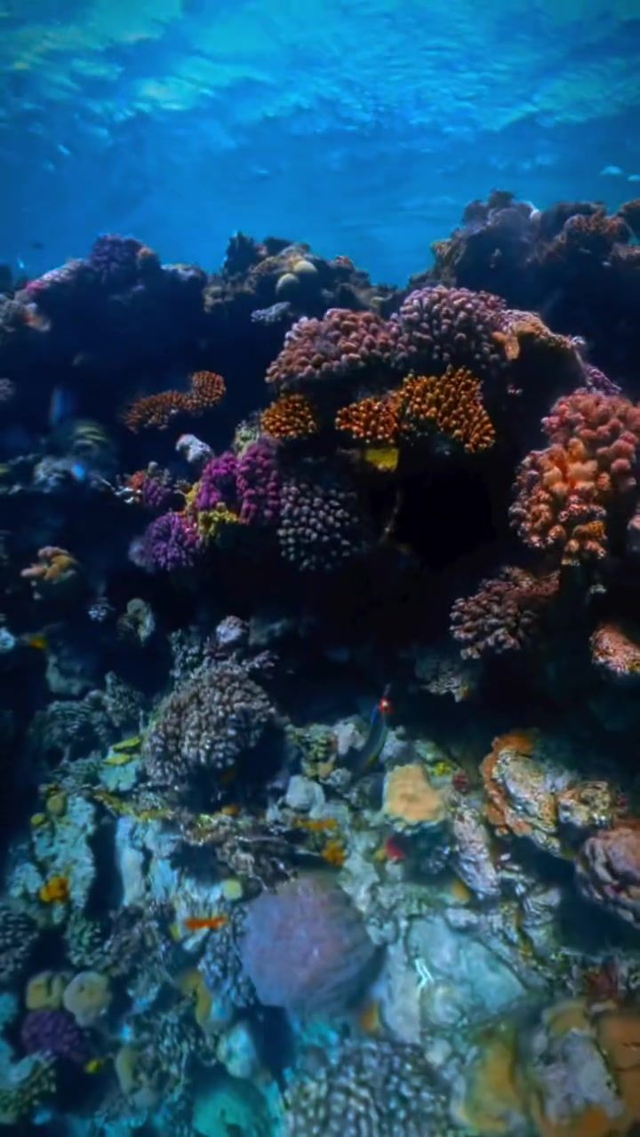 Coral at Ras Mohammed, photographed by Si and Beth