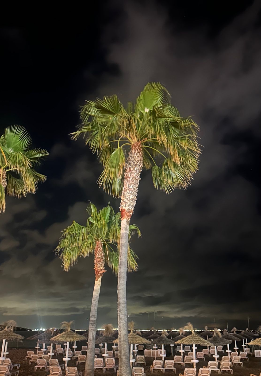 Palms at night in Palmanova, photographed by Beth