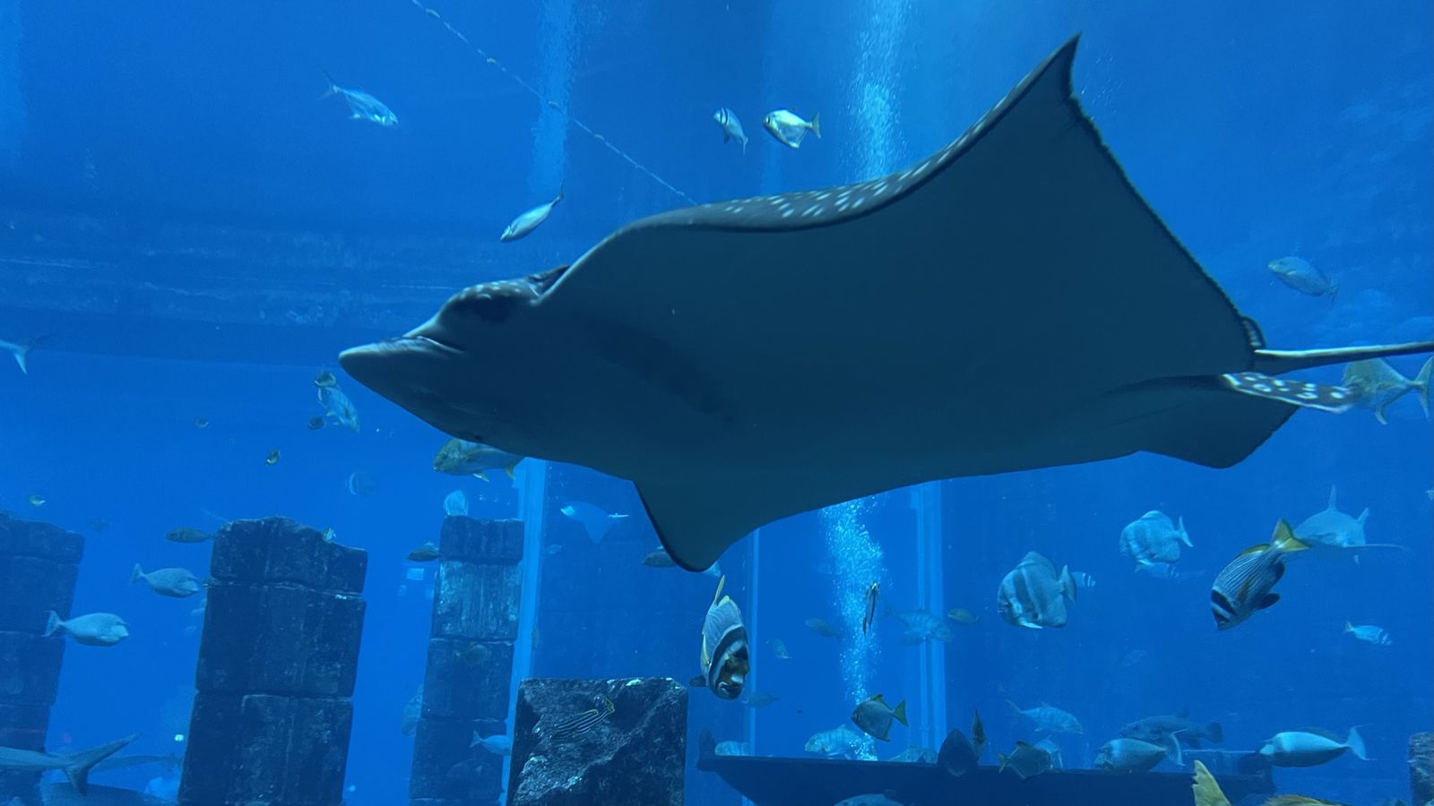 A manta ray in the Lost Chambers aquarium, Atlantis, photographed by Si and Beth