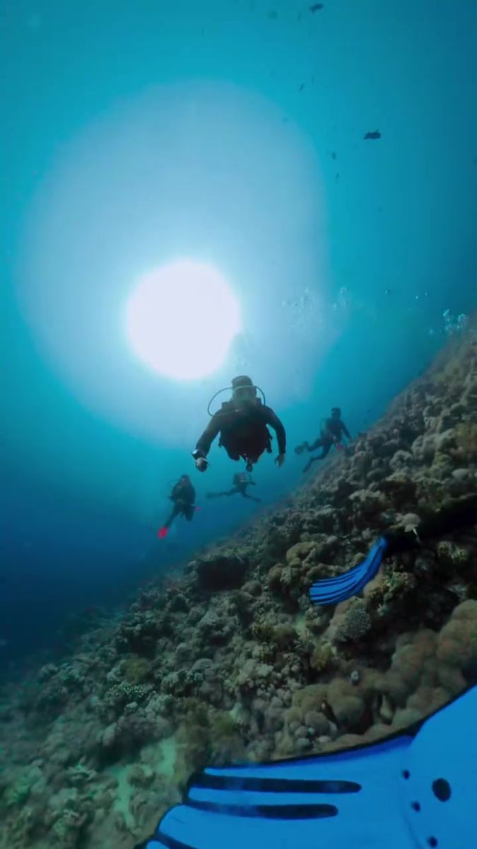 On the reef, the Straits of Tiran