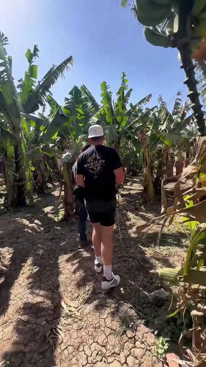 A banana plantation by the Nile