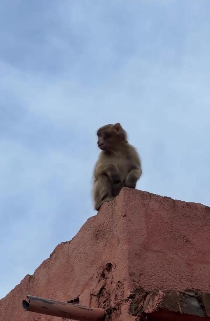 A Barbary macaque in the Atlas